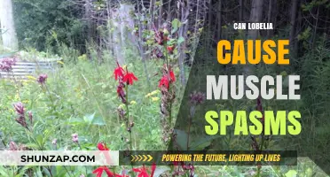 Lobelia's Muscle Spasm Mystery: What You Need to Know