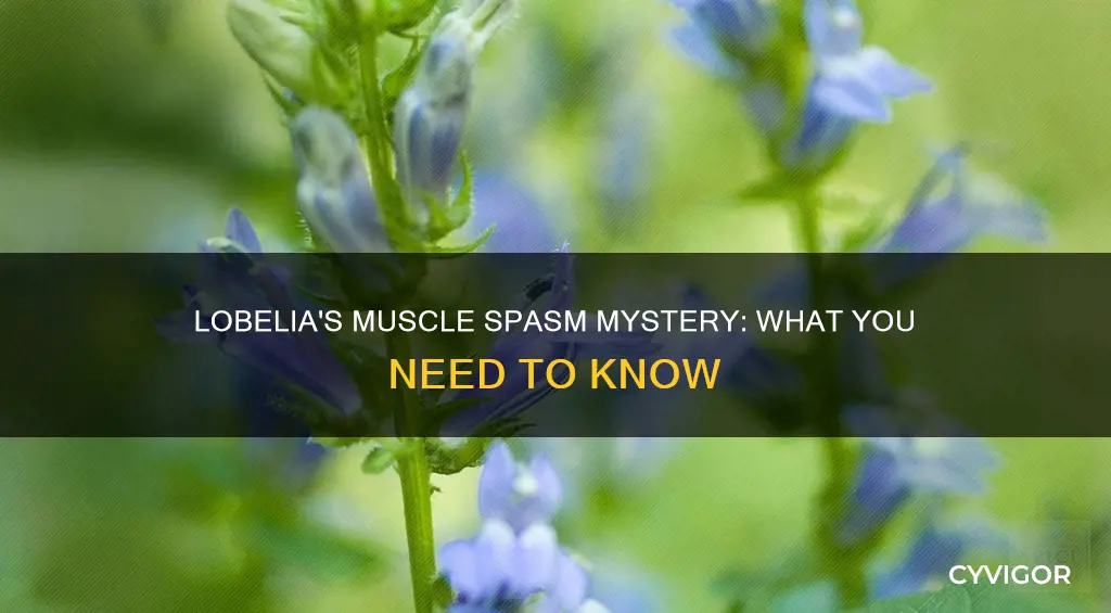 can lobelia cause muscle spasms