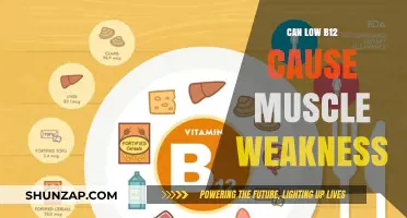 How Low B12 Levels Weaken Muscles