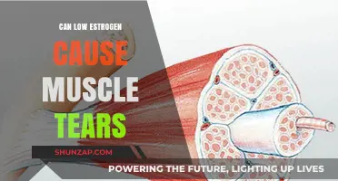 Estrogen's Role in Muscle Health: Avoiding Tears and Strains