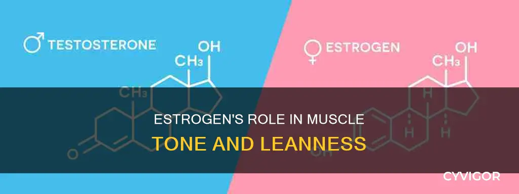 can low estrogen levels cause leaner muscles