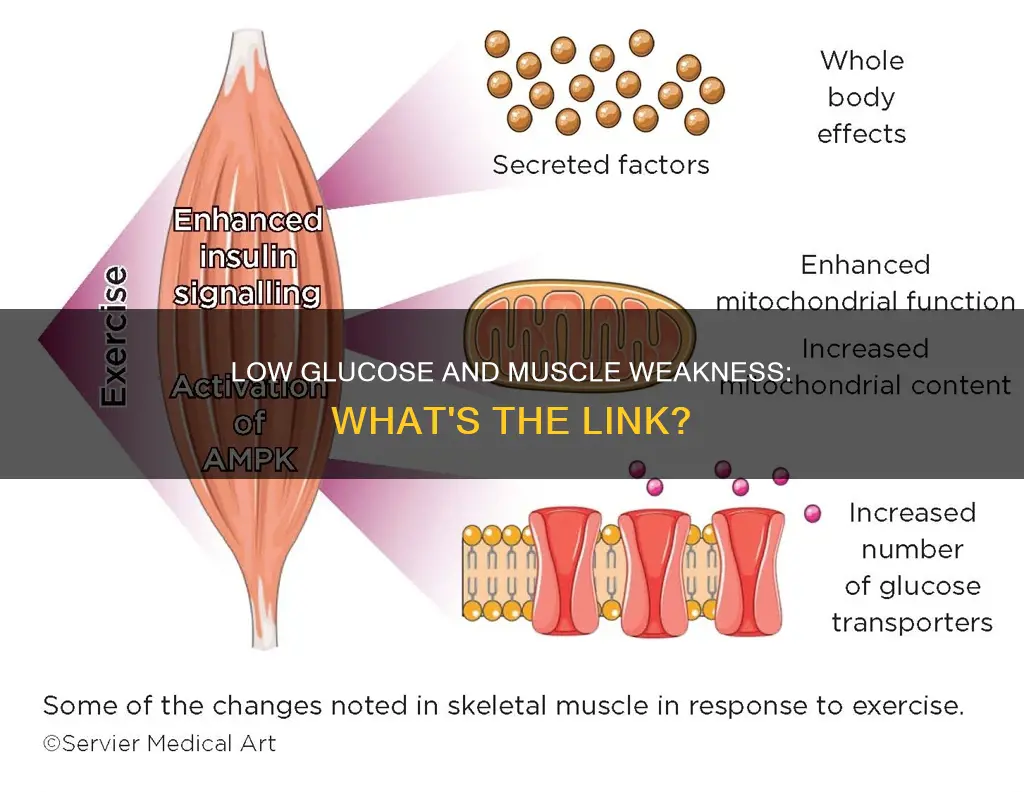can low glucose cause muscle wakness