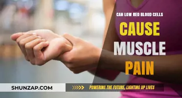 Low Red Blood Cells: A Cause of Muscle Pain?