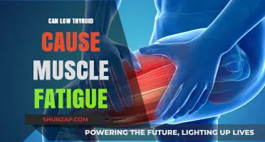 Thyroid and Muscle Fatigue: Is There a Link?