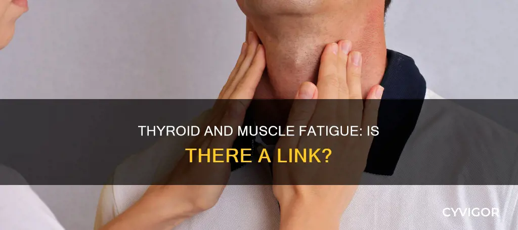 can low thyroid cause muscle fatigue