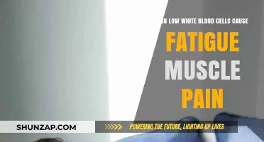 White Blood Cells: Fatigue, Muscle Pain, and More