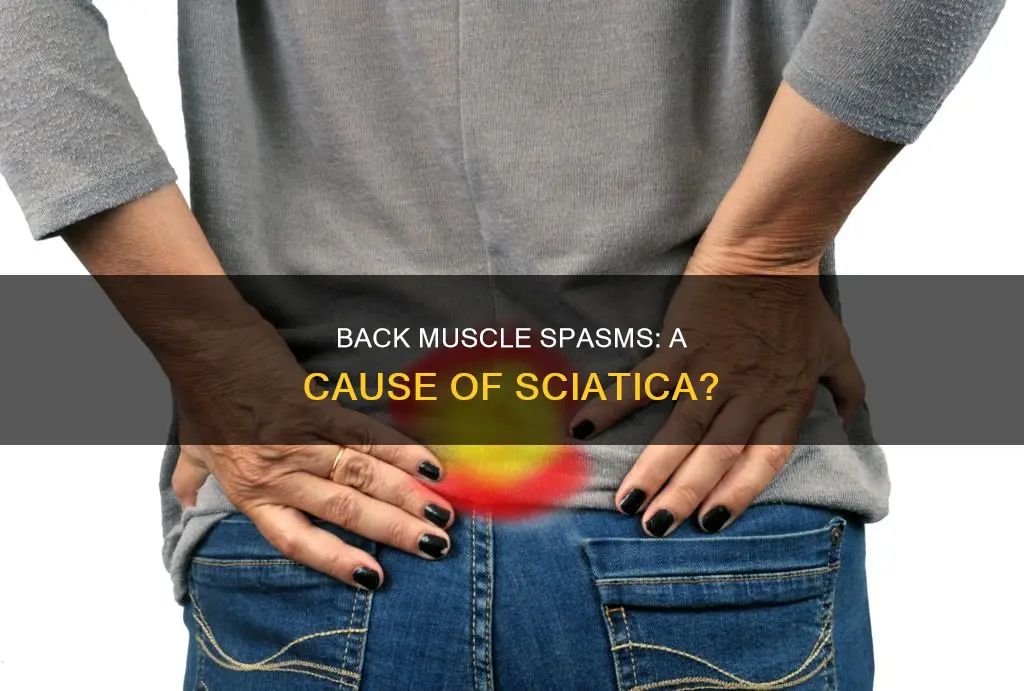 can lower back muscle spasm cause sciatica