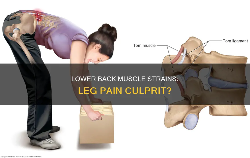 can lower back muscle strains cause leg pain