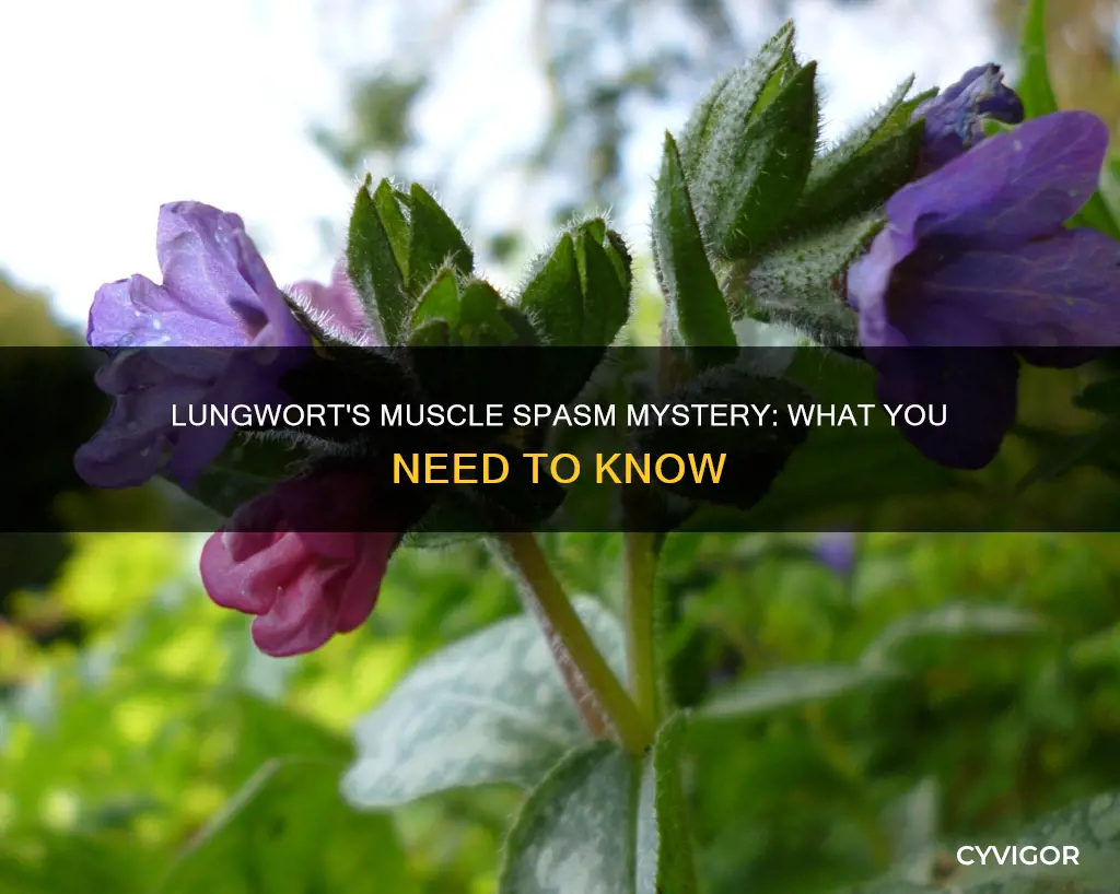can lungwort cause muscle spasms