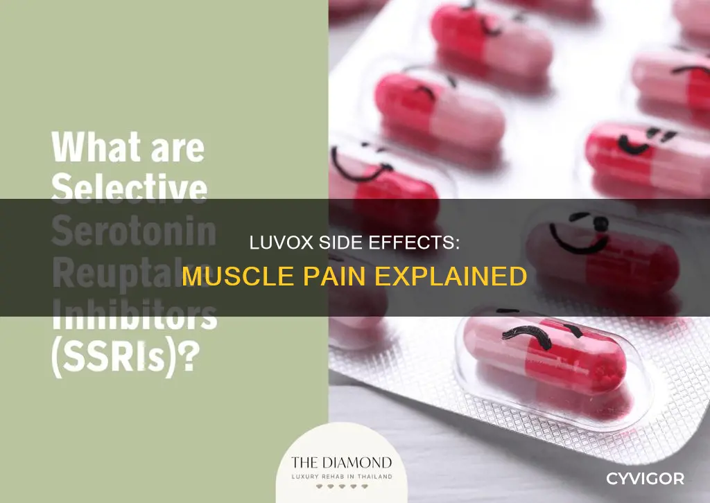 can luvox cause muscle pain