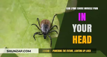 Lyme Disease: Head and Muscle Pain Explained