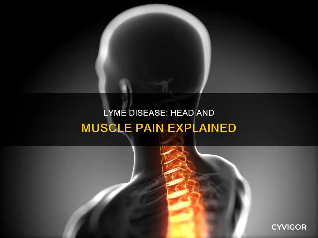 can lyme cause muscle pain in your head