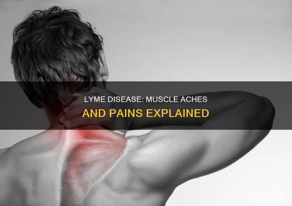 can lyme disease cause muscle aches