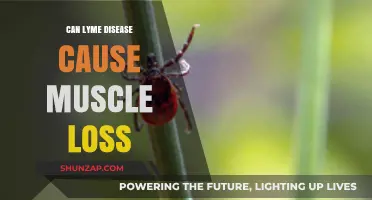 Lyme Disease: Understanding Muscle Loss and Recovery