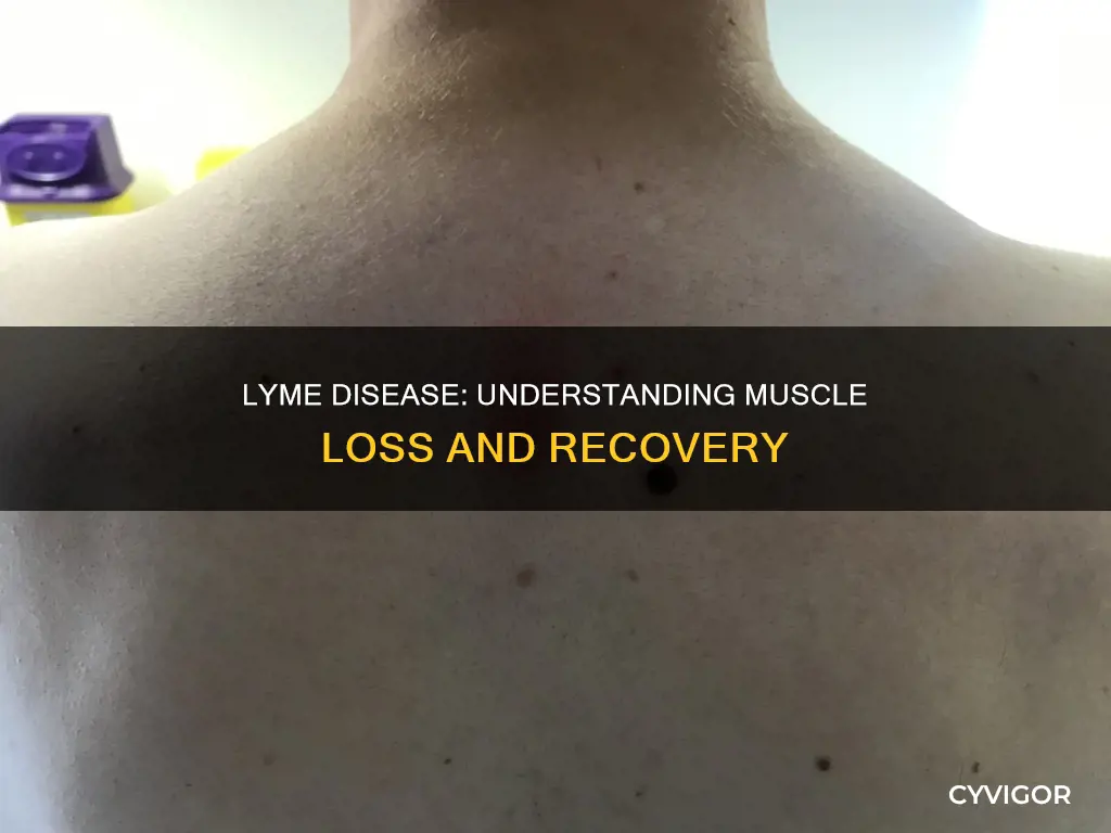 can lyme disease cause muscle loss