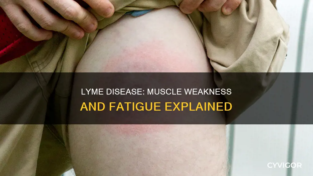 can lyme disease cause muscle weakness
