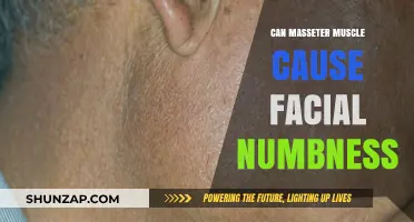 Masseter Muscle: A Surprising Cause of Facial Numbness?