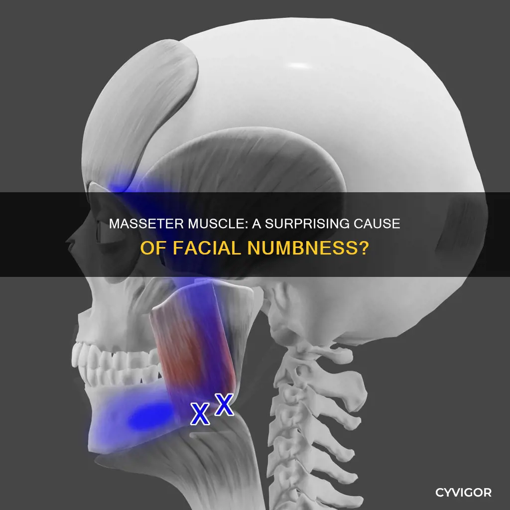 can masseter muscle cause facial numbness