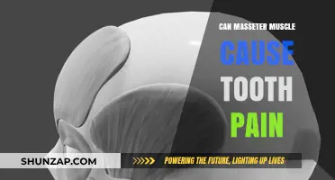 Masseter Muscle and Tooth Pain: What's the Link?