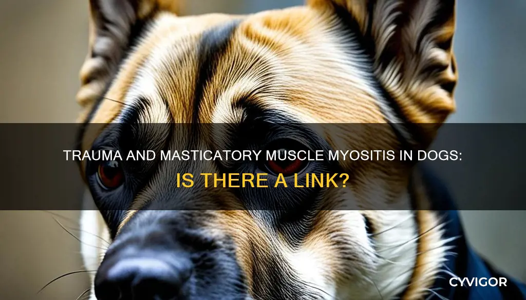 can masticatory muscle myositis in dogs be caused by trauma