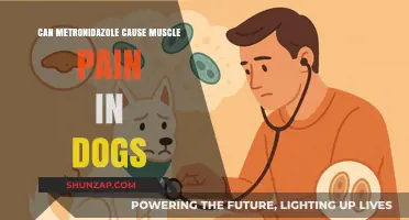Metronidazole and Muscle Pain in Dogs