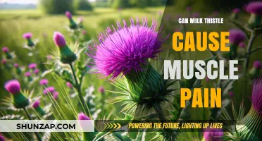 Milk Thistle and Muscle Pain: What's the Link?