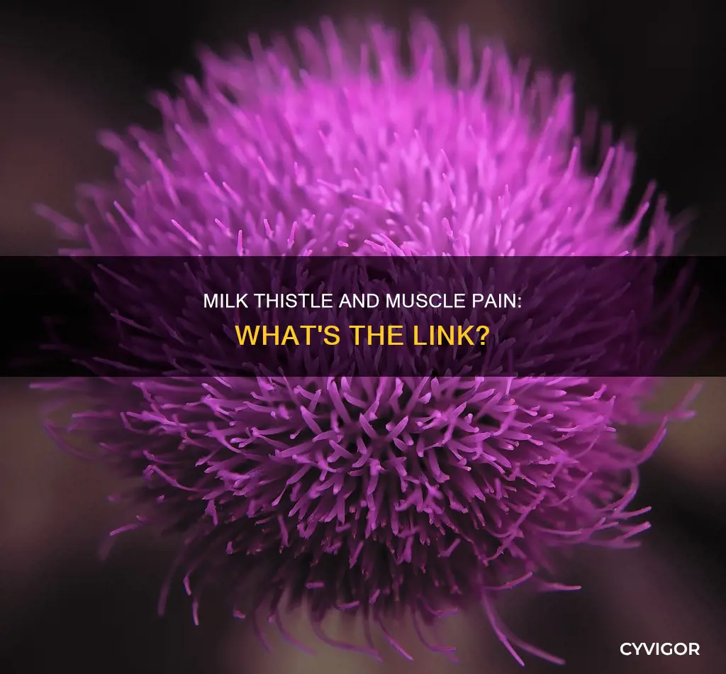 can milk thistle cause muscle pain