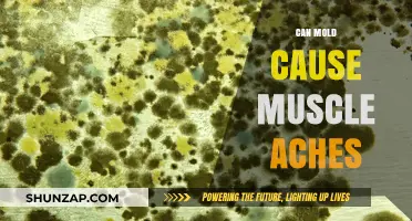 Mold Toxins: The Link to Muscle Aches