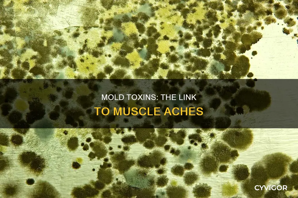 can mold cause muscle aches