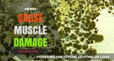Mold Toxins: Can They Damage Your Muscles?