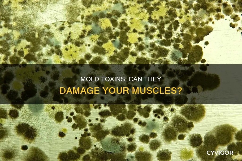 can mold cause muscle damage