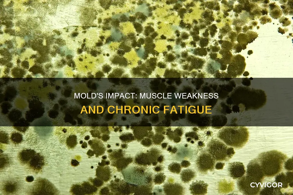 can mold cause muscle weakness