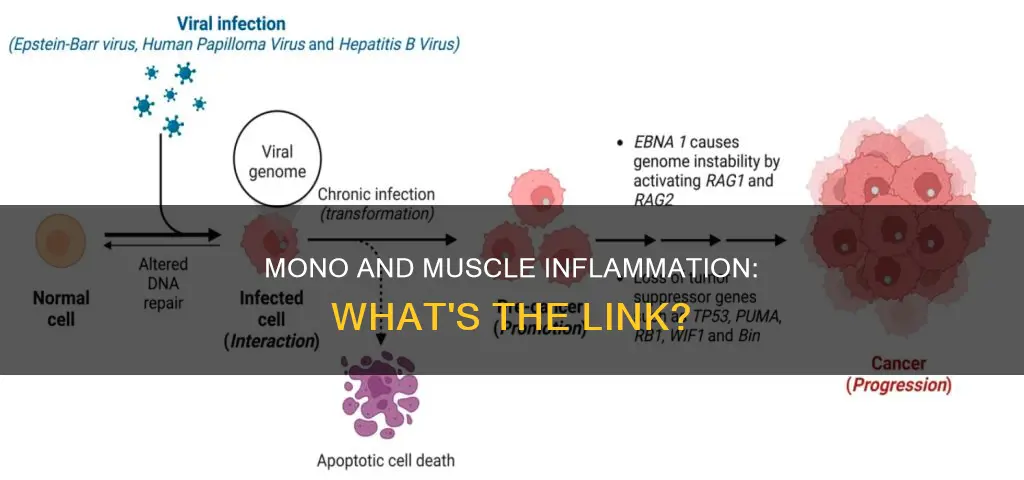 can mono cause muscle inflammation