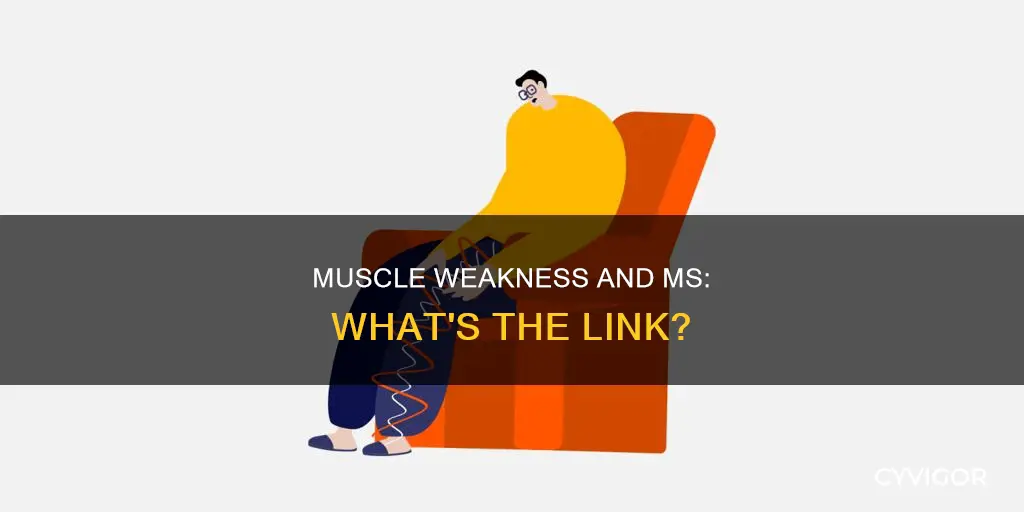 can ms cause muscle weakness