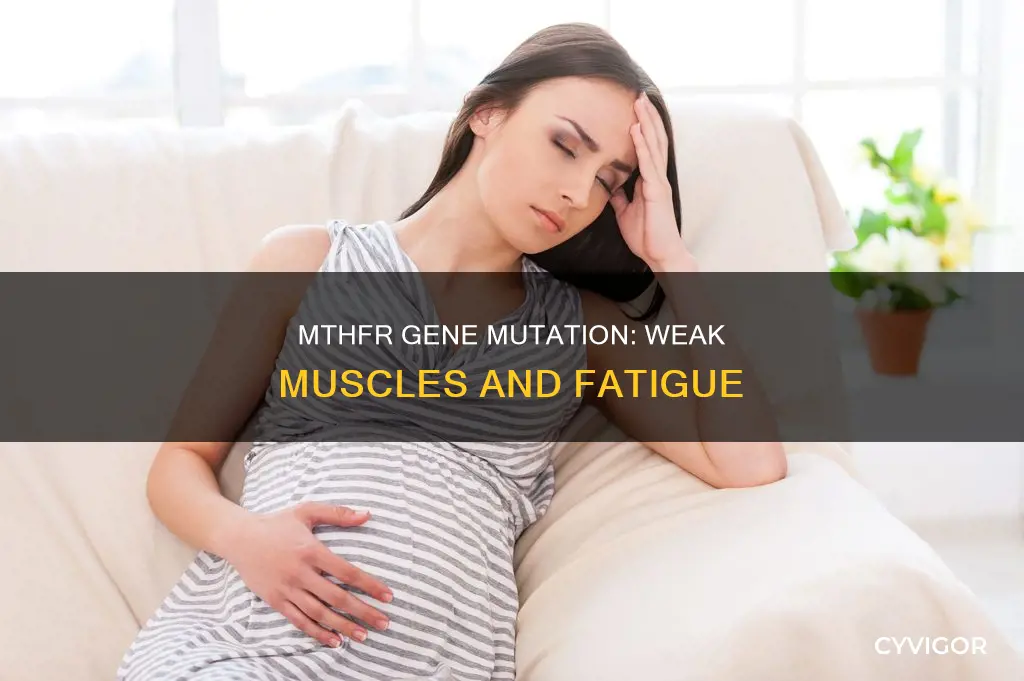 can mthfr cause muscle weakness