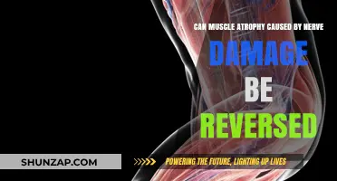 Reversing Muscle Atrophy: Nerve Damage Recovery