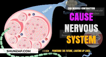 How Muscle Contraction Impacts the Nervous System