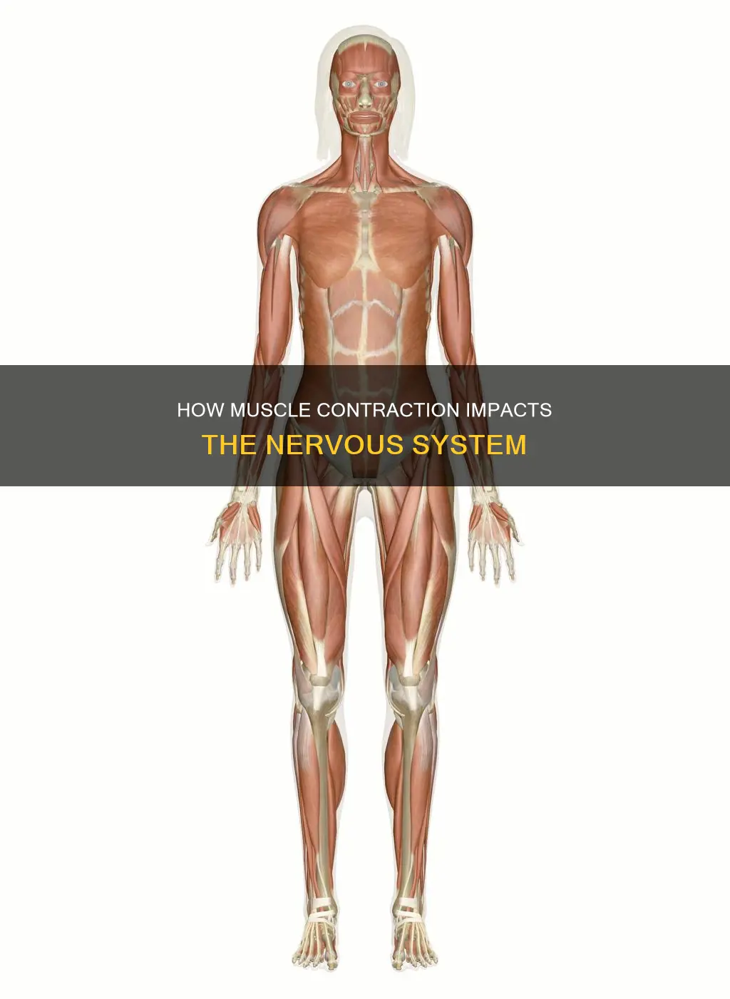 can muscle contraction cause nervous system