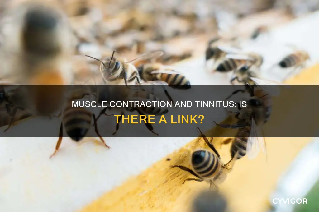 can muscle contraction cause tinnitus