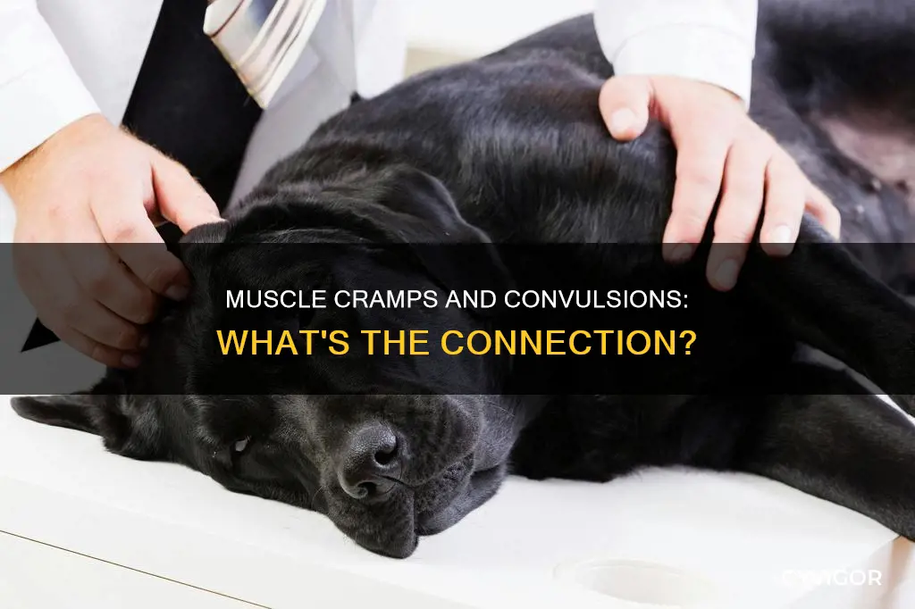can muscle cramps cause convulsions