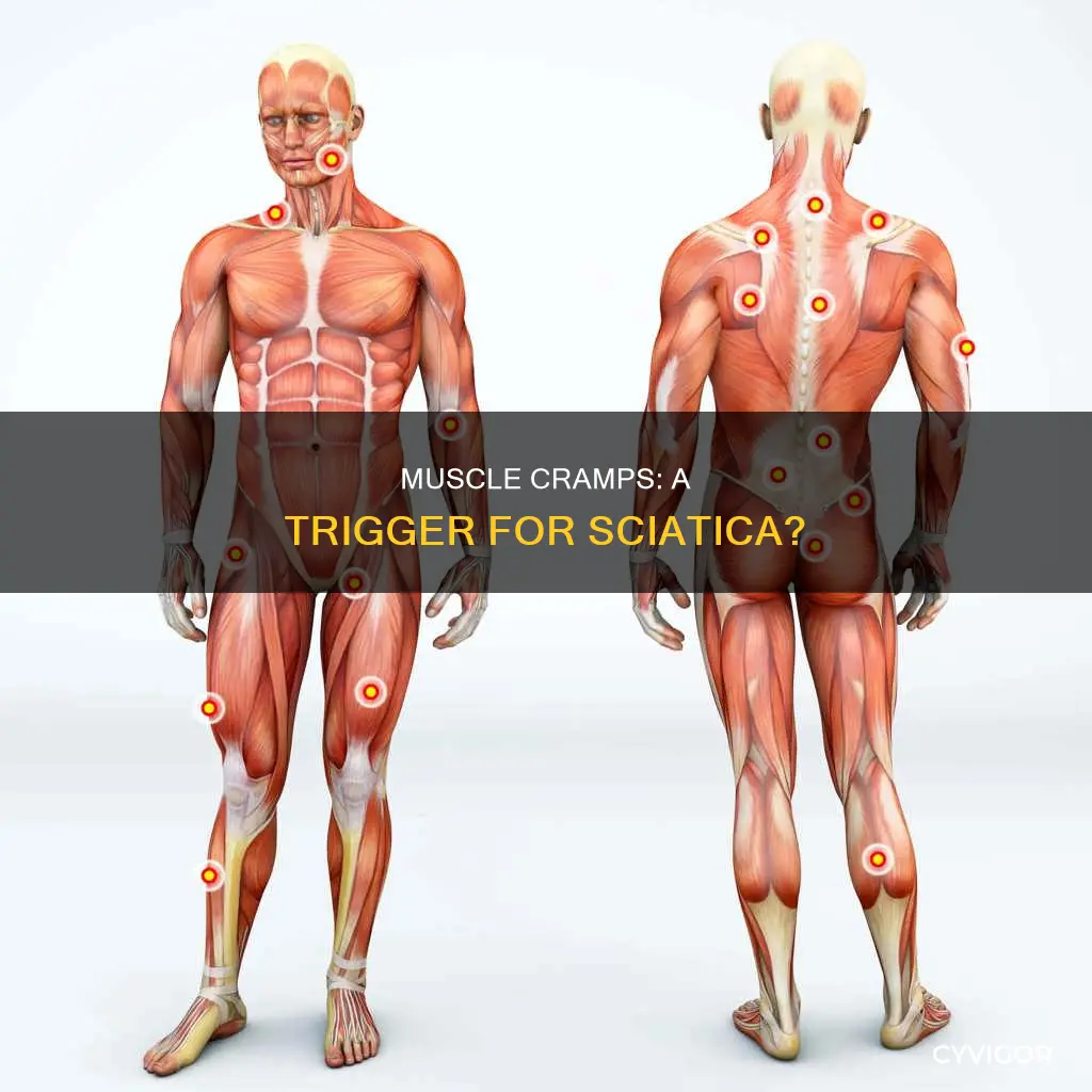 can muscle cramps cause sciatica