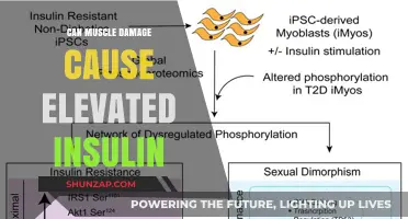 How Muscle Damage Impacts Insulin Levels