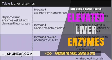 Muscle Damage and Liver Enzymes: What's the Connection?