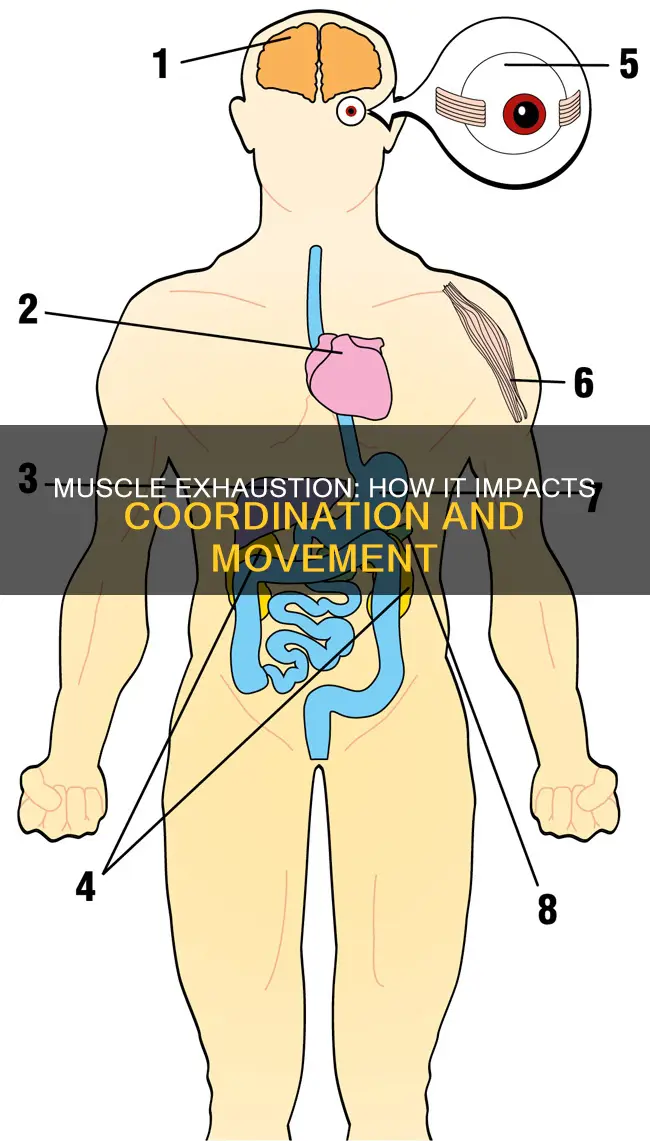 can muscle exhaustion cause a loss of coordination