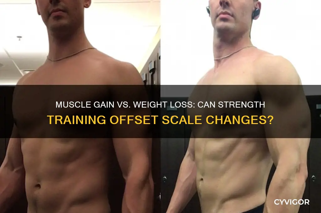 can muscle gain offset weight loss