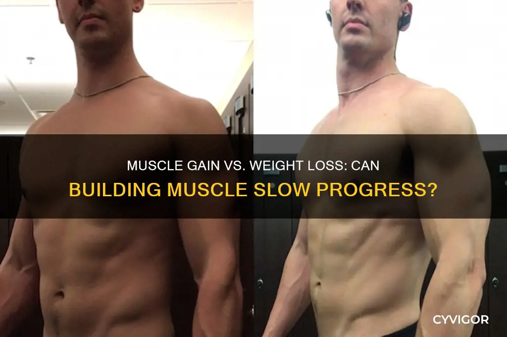 can muscle gain slow weight loss
