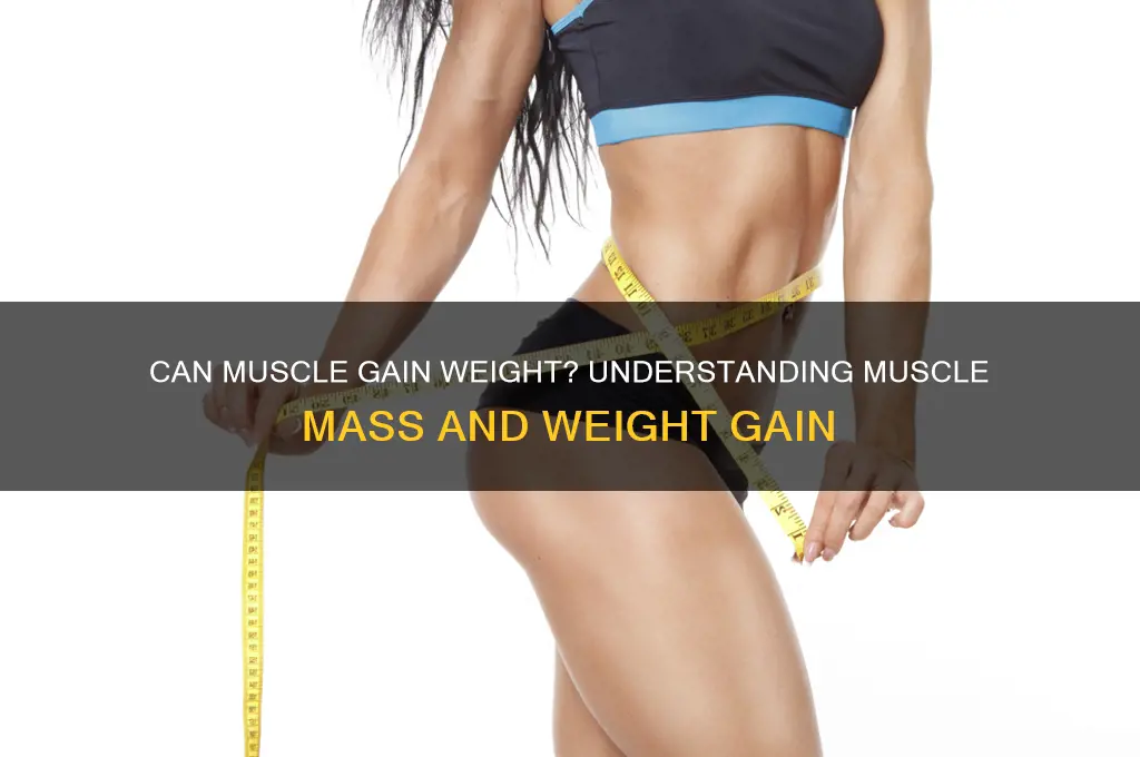 can muscle gain weight