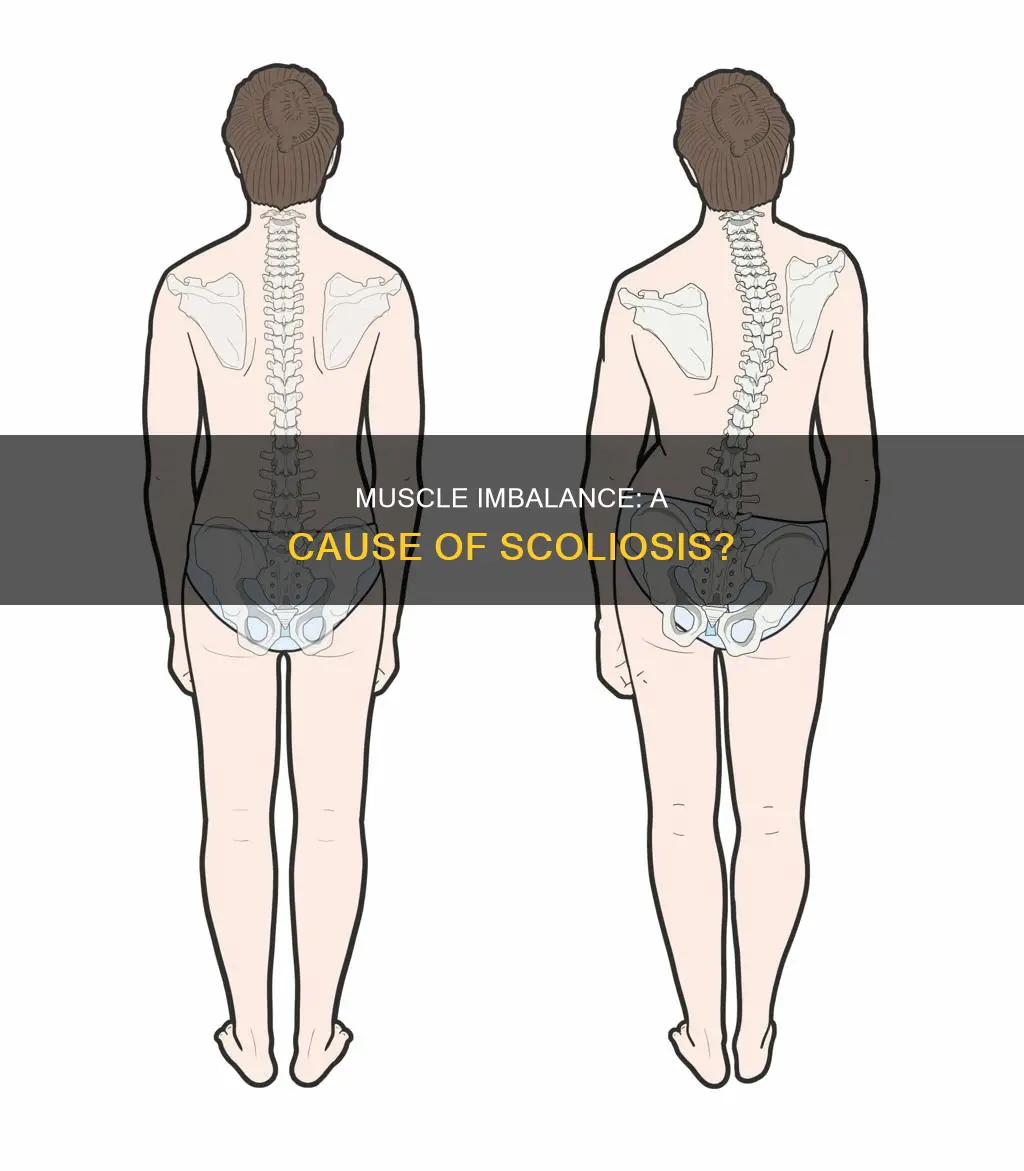 can muscle imbalance cause scoliosis
