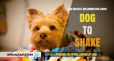 Muscle Inflammation in Dogs: Shaking and Treatment