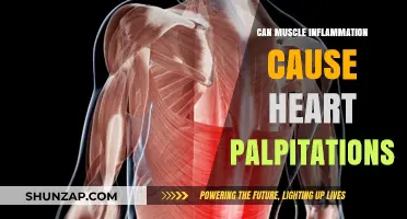 Muscle Inflammation and Heart Palpitations: What's the Link?